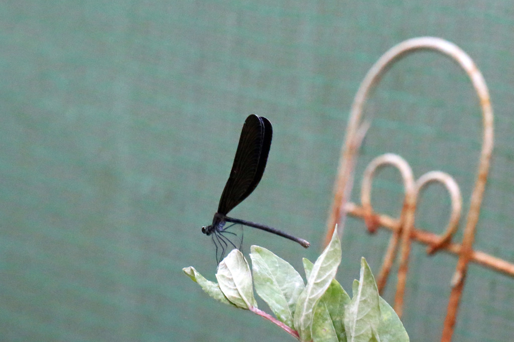 庭に来てくれました