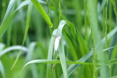 モンシロチョウはどこでしょう