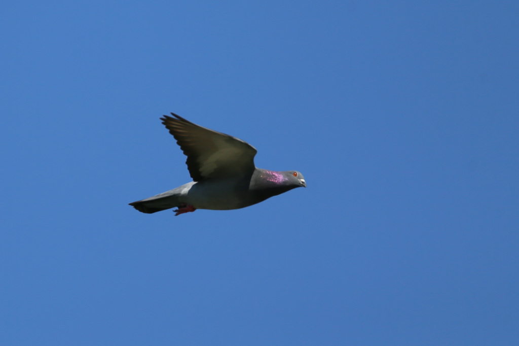 ハトさん流し鳥