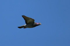 ハトさん流し鳥