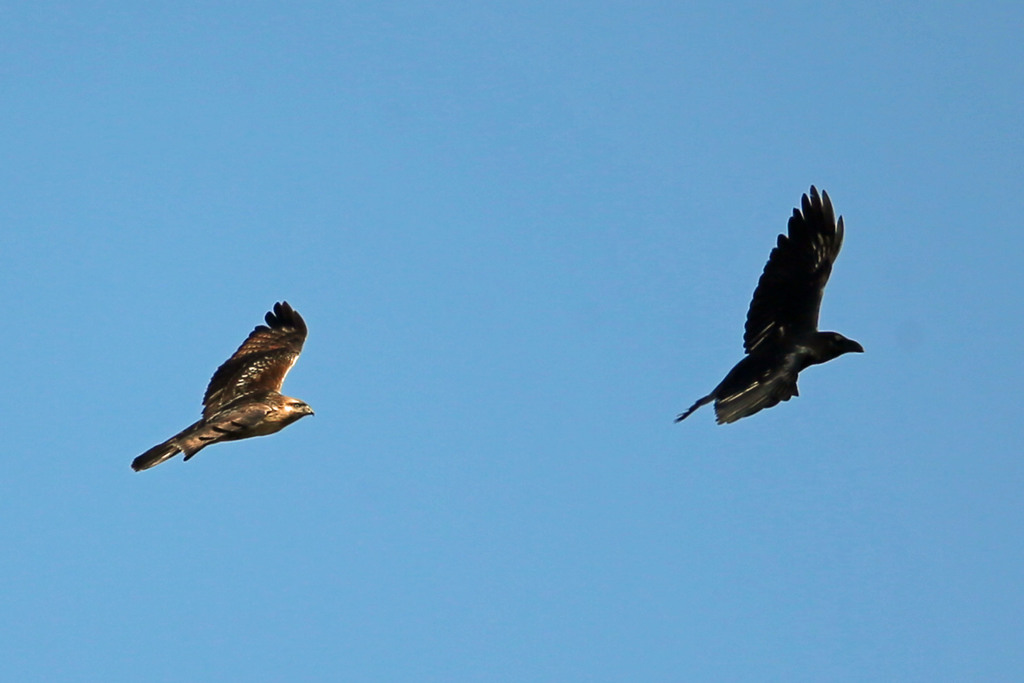たまには勝つのよノスリ君