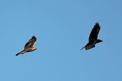 たまには勝つのよノスリ君