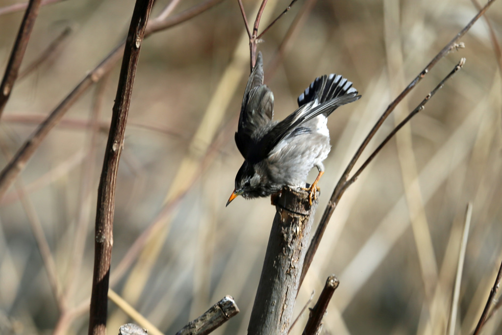 おっと行き過ぎた