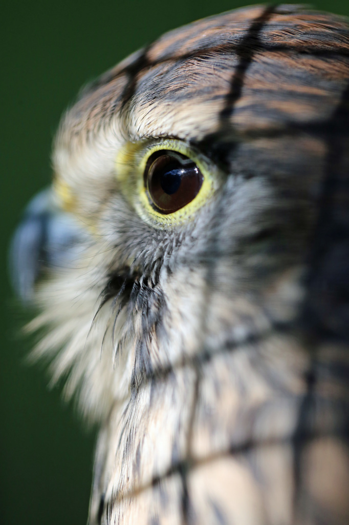 野鳥病院のイケメン-1