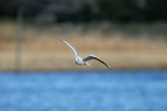 正面シリーズその13