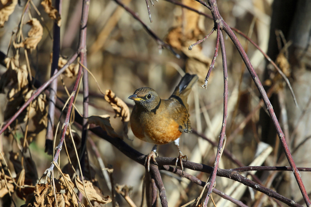 アカハラ図鑑写真