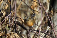 アカハラ図鑑写真