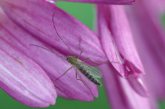 初めてお目にかかります