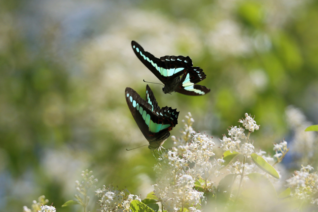 チョウが舞う-2