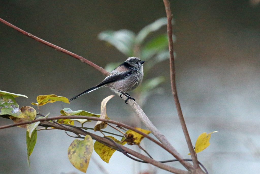 エナガ定番写真