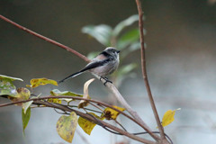 エナガ定番写真