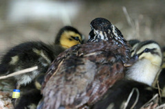 ウズラの母ちゃん