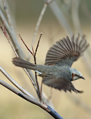 ヒヨドリ飛んだ