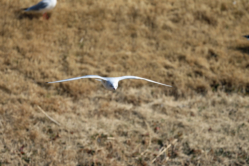 ユリカモメ飛び出し-2