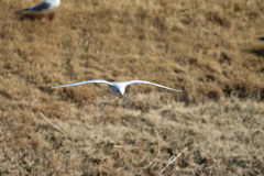 ユリカモメ飛び出し-2