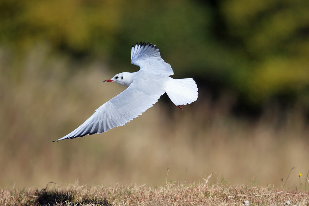 ユリカモメ飛び出しその5
