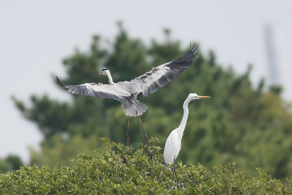 ダイサギ知らんぷり