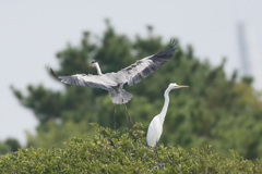 ダイサギ知らんぷり