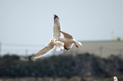 やっぱり千葉県行徳野鳥観察廃止！