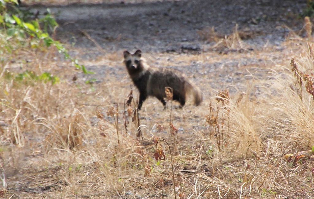たぬき見つけた