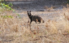 たぬき見つけた