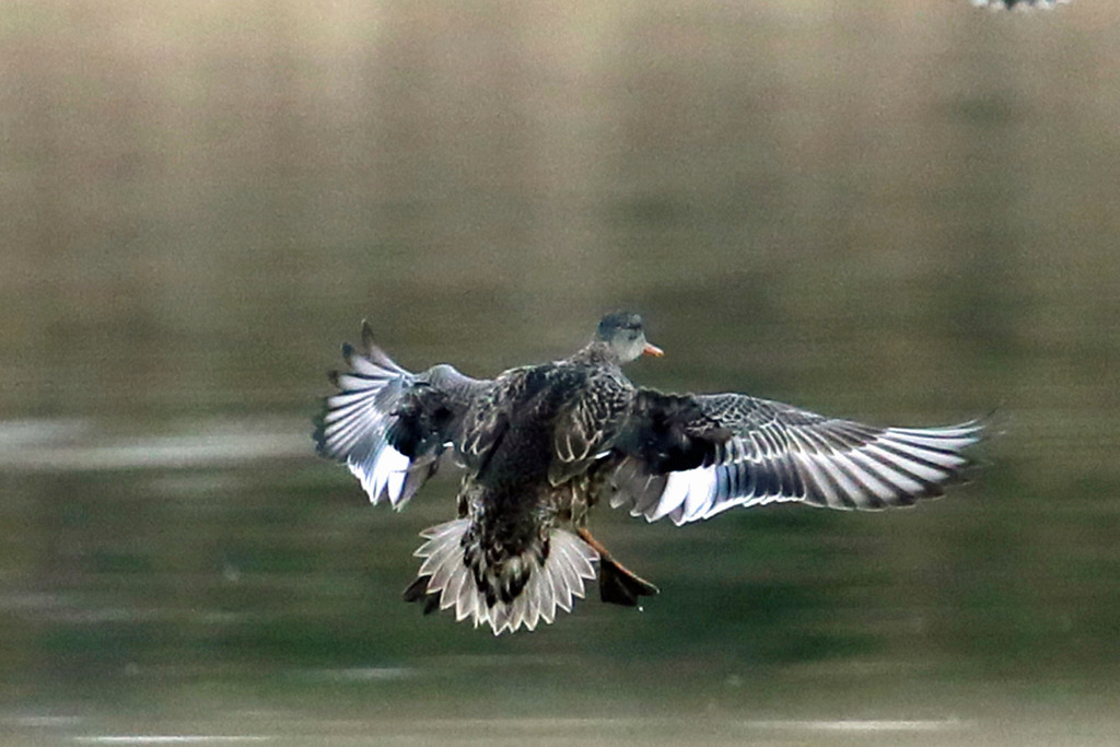 オカヨシガモ着水姿勢