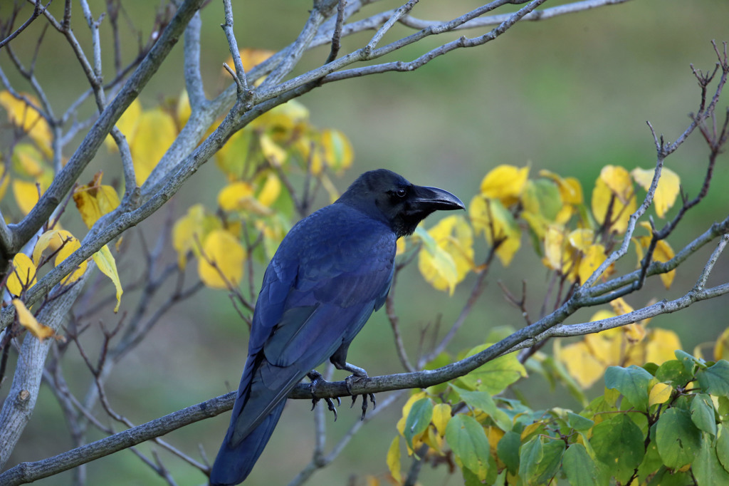 カラスにも秋は来た