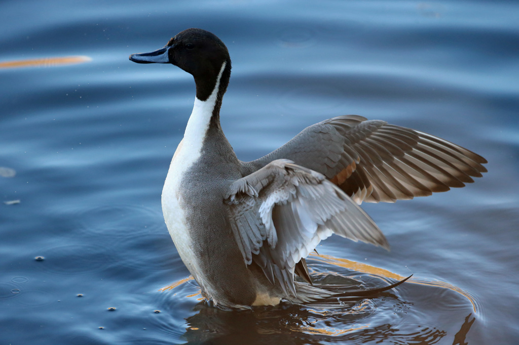 いつものポーズ
