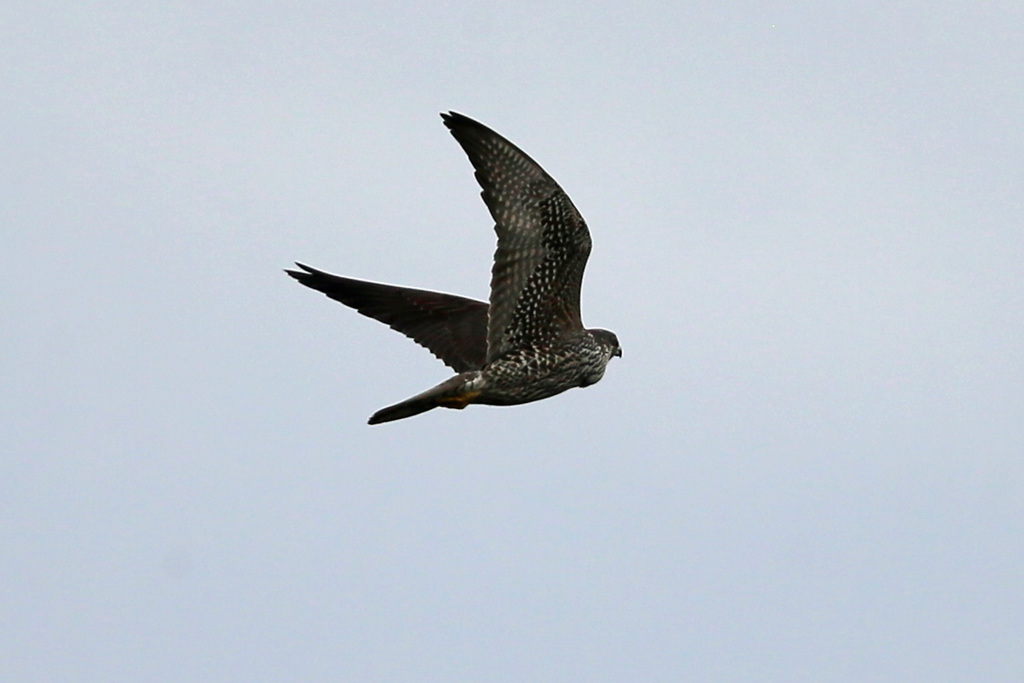 ハヤブサ横から