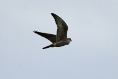 ハヤブサ横から