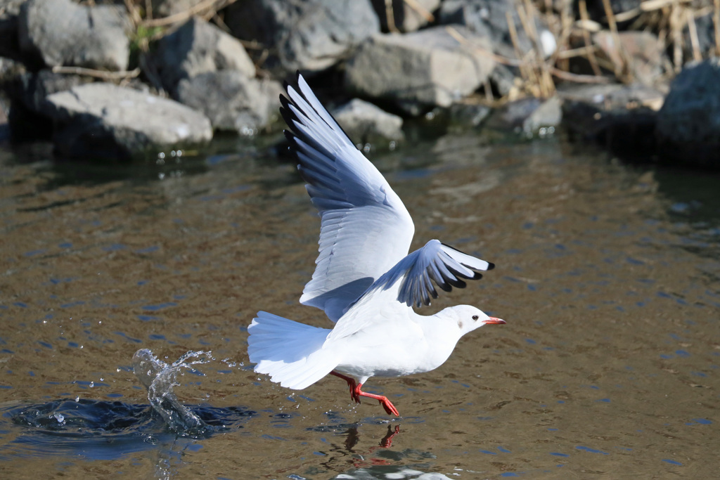 水面飛び出し-3