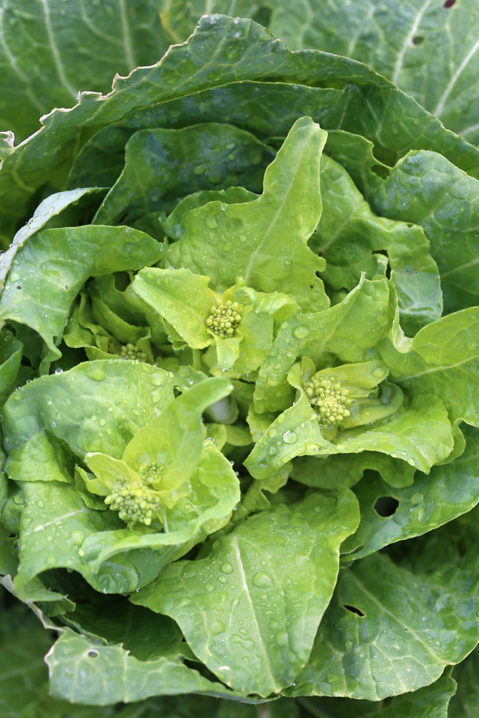 歓迎さてない花その2