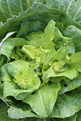 歓迎さてない花その2