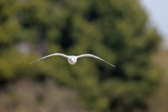 正面シリーズ-7