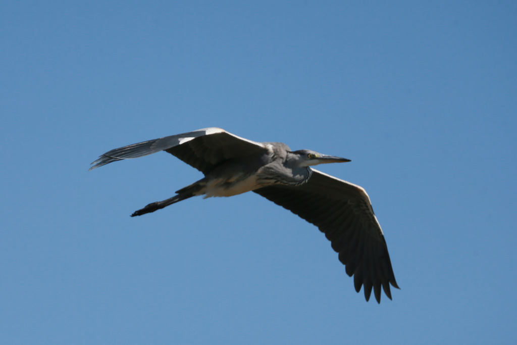 アオサギの飛び方-1