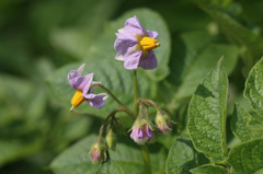 ジャガイモの花でした