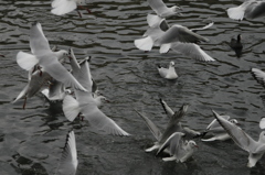 カモメが飛んだ