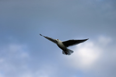 青空とセグロカモメ-3