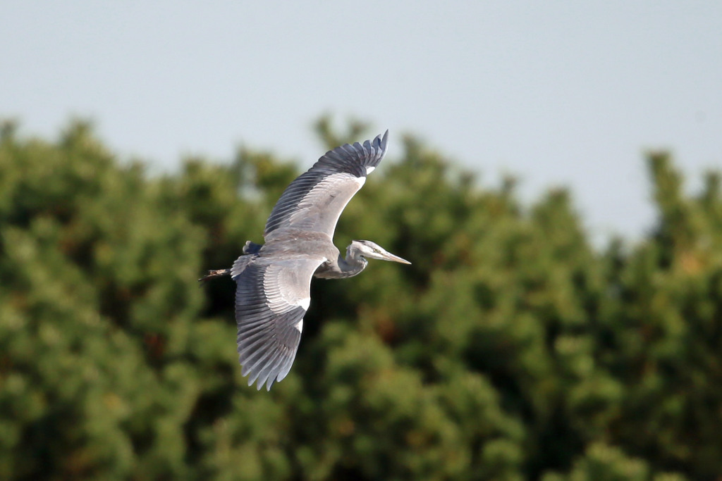 アオサギ右旋回
