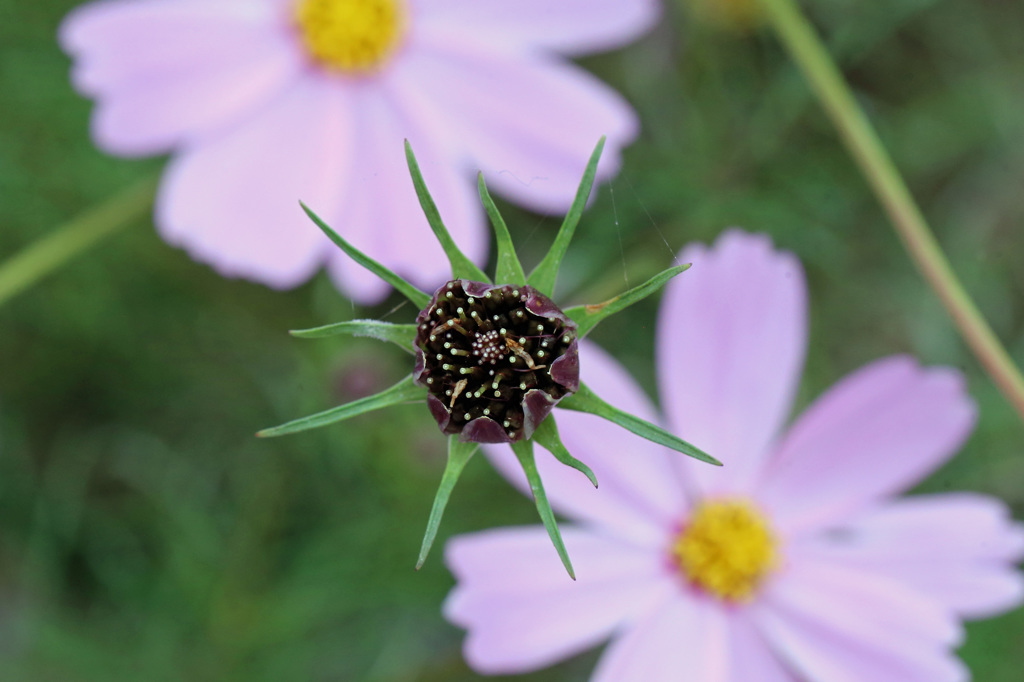 来年もきれいに咲いてね