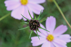 来年もきれいに咲いてね