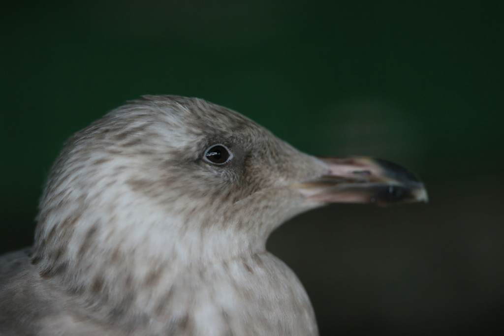 ポートレイト-2