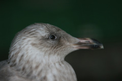 ポートレイト-2