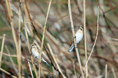 たぶんオオジュリンの夫婦その1