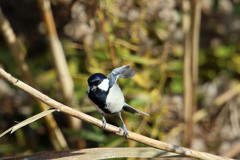シジュウカラ飛び出し
