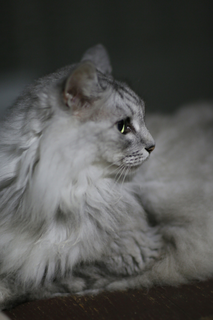 横顔綺麗かにゃ