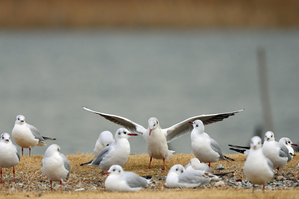 ユリカモメセーフ