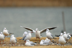 ユリカモメセーフ