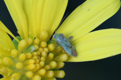 黄色のステージ