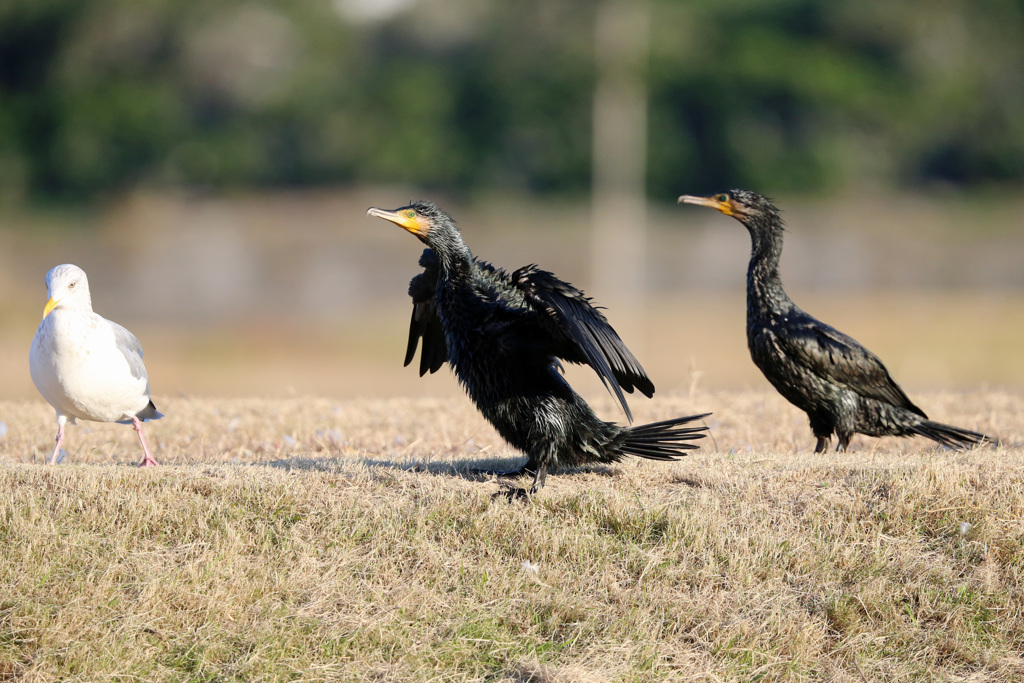 脚踏ん張ってます